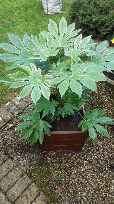 Fatsia japonica 'Spiders Web' variegated version of this shade loving architectural plant ...