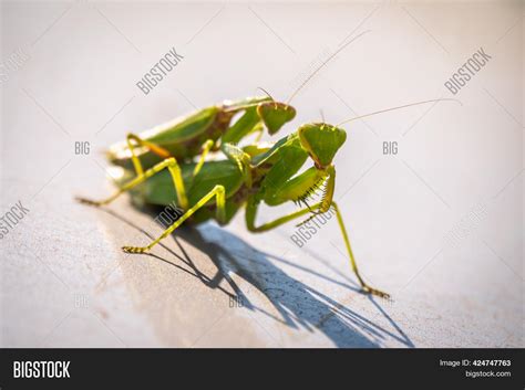 Mating Pair Praying Image & Photo (Free Trial) | Bigstock