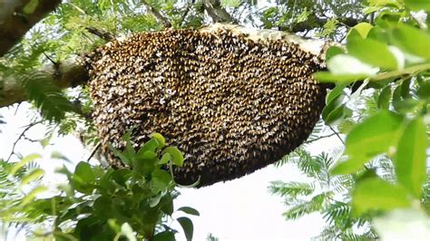 Honey Bee | Killer bees Hive? | Bee hive in the wild 2018 - YouTube