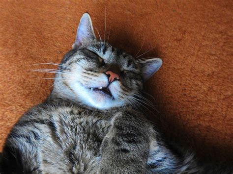 Is My Cat's Snoring a Sign of a Health Problem? | Pet Wellbeing