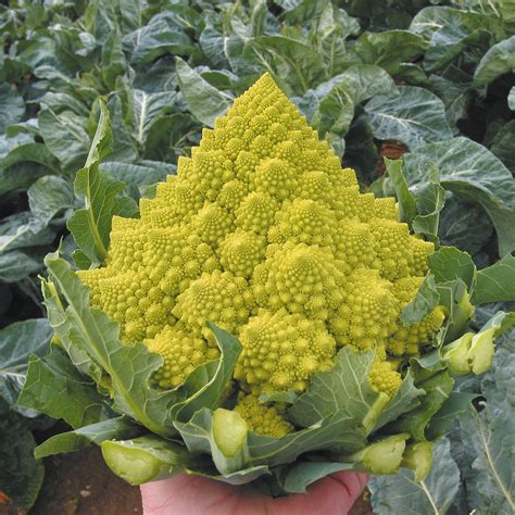 Romanesco Cauliflower - Organic Plug Plants to Grow in the Veg Garden