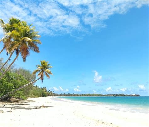 TOP 16 Activités à Faire en Martinique