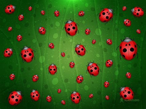 🔥 [41+] Cute Ladybug Wallpapers | WallpaperSafari