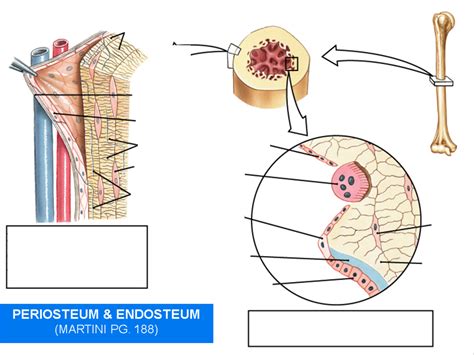 Periosteum and Endosteum Diagram | Quizlet