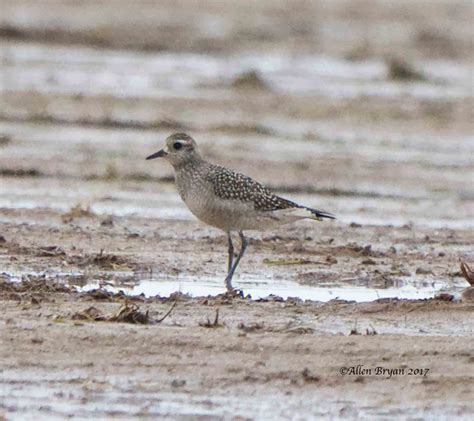 American Golden Plover | VisitingNature