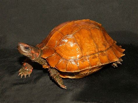 Spiny Turtles for sale | The Turtle Source