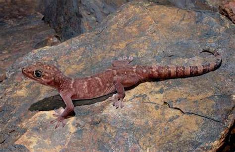 Western giant cave gecko (Pseudothecadactylus cavaticus) at the ...