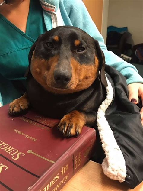 Rare Skin Condition Causes Dachshund to Inflate into Plump Weiner Dog