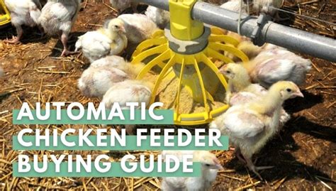 Automatic Chicken Feeder: The 7 Best Chicken Feeders (2022)