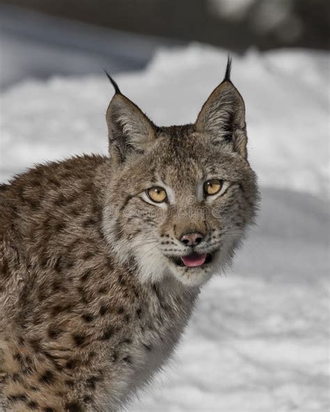 Siberian Lynx Cub stock image. Image of spots, mammal - 112994379