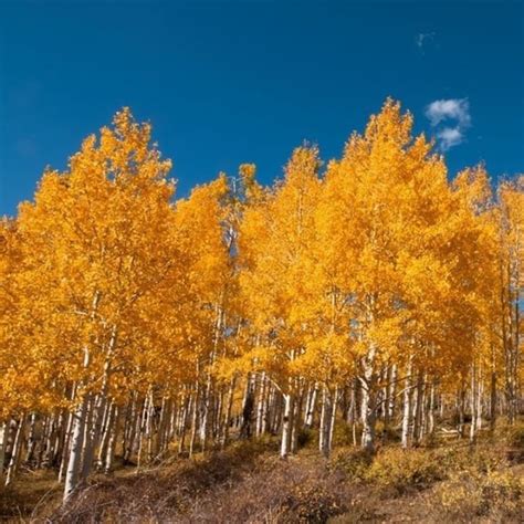 You're looking at one of the largest living organisms in the world. "Pando" is a quaking aspen ...