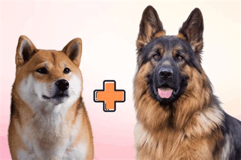 Shiba Inu German Shepherd Mix: All You Need to Know – The German Shepherder