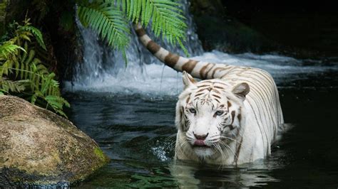 Free download White Tiger HD Wallpapers [1920x1080] for your Desktop, Mobile & Tablet | Explore ...