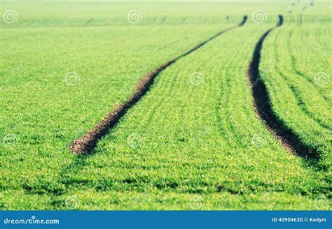 Fresh Light Green Agriculture Field Background Stock Images - Download ...