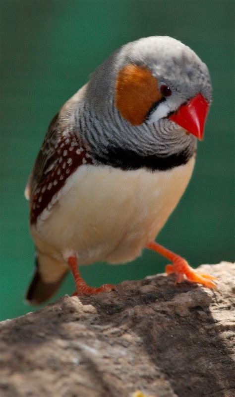 Zebra Finch Facts, As Pets, Care, Temperament, Pictures