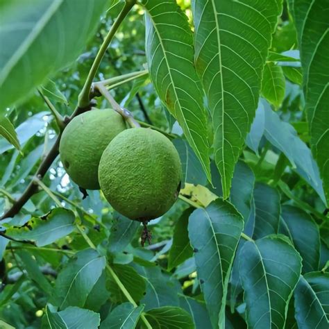 Butternut Walnut Trees For Sale at Ty Ty Nursery