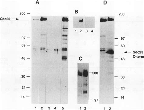 Evidence that anti-Cdc25 antibodies recognize the CDC25 gene product in ...