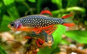 Especies: Celechtys Margaritatus "Rasbora Galaxy"