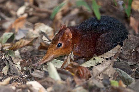 Green Scene : New species of shrew | Newstalk