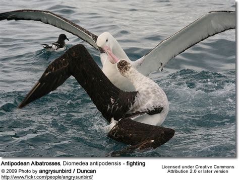 Antipodean Albatrosses (Diomedea antipodensis) | Earth Life