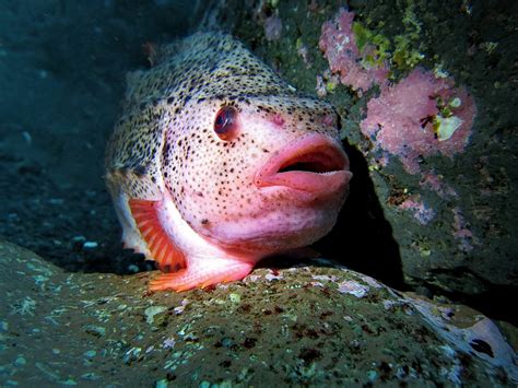 Meet Lumpy the lumpsucker — who thrives in the gorge of Gjógv