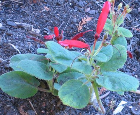 Index of /FloraData/1001/Images/Gesneriaceae