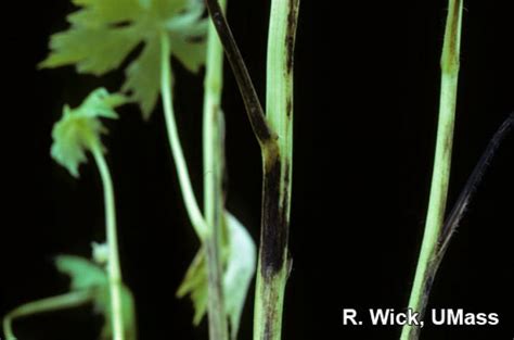 Delphinium – Stem canker (Pseudomonas syringae) | Center for ...