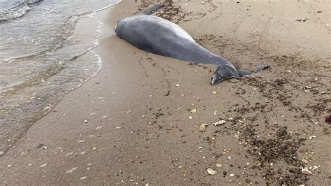 Dead dolphin found washed ashore near Md. environmental science school