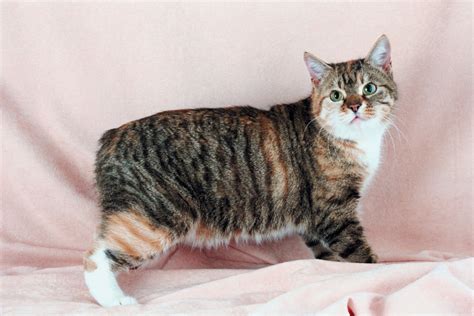 Manx Cats: Breed History, Characteristics, Behavior and More!