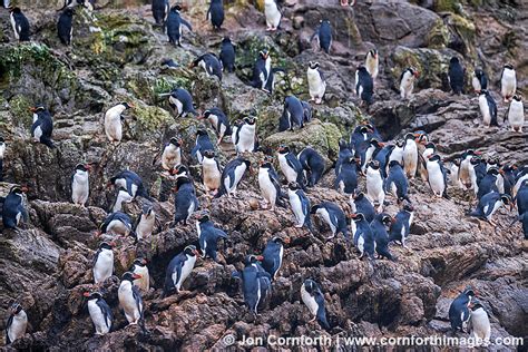 Snares Crested Penguin 1 Photo, Picture, Print | Cornforth Images