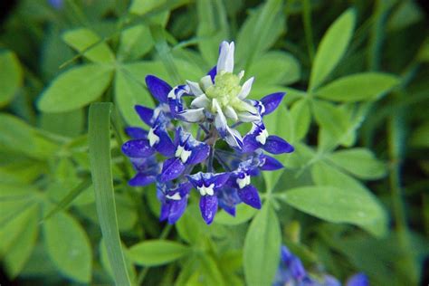 Bluebonnet Wildflower Texas - Free photo on Pixabay