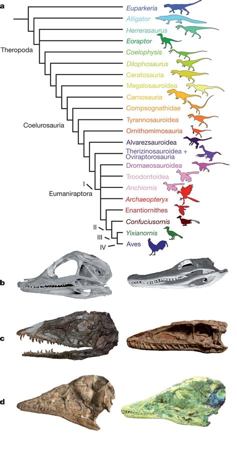 Archosaur phylogeny and ontogeny. Nature, Nature Publishing Group #dinosaurs | Dinosaur ...