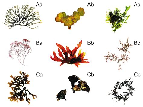 IJMS | Free Full-Text | Macroalgal Defense against Competitors and ...