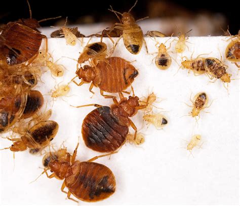 Disclosing bed bug infestation to potential tenants can save landlords money