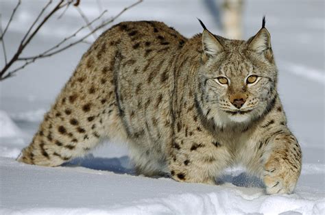 Eurasian Lynx | SPEAKZEASY