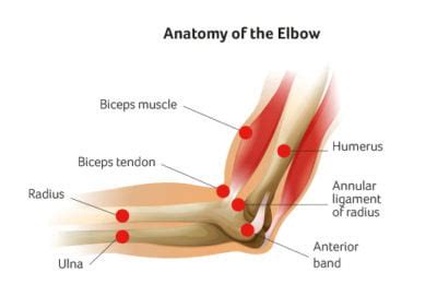 26+ schön Fotos Inner Elbow Pain - Evaluation Of Elbow Pain In Adults ...