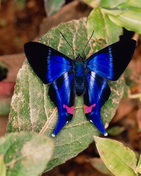 Papillon Butterfly, Butterfly Kisses, Butterfly Flowers, Blue Butterfly, Butterfly Wings ...