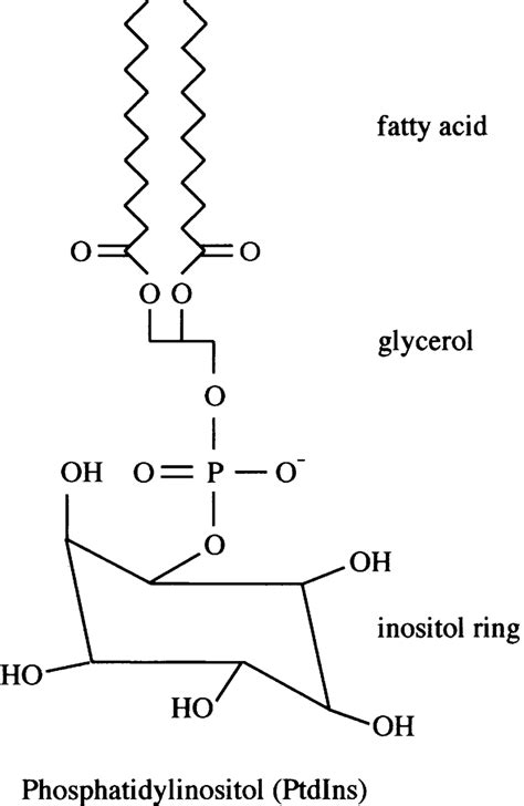 Phosphatidylinositol