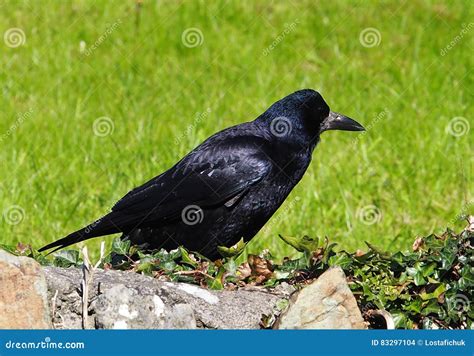 Rook or Corvus Frugilegus stock photo. Image of rook - 83297104