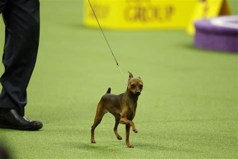 Photos From the 2023 Westminster Dog Show - The Atlantic