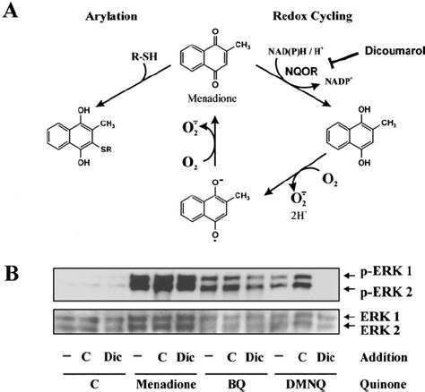 Menadione action: arylation versus redox cycling. A , scheme depicting ...