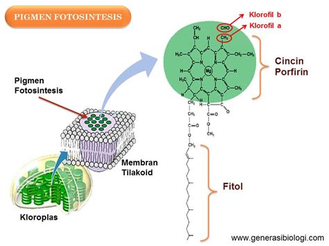 Proses Fotosintesis dan Cara Mudah Menghafalkannya - Biologizone