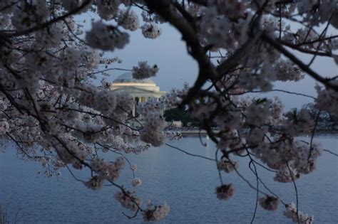 Free Photos: Cherry Blossom -Washington DC Night Tour | sanyuhwa