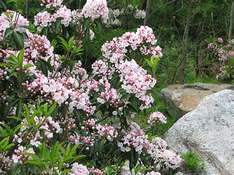 Mountain Laurel Flower Buds