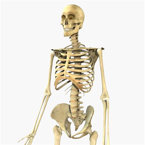 Human Full Body Skeleton 3D Model