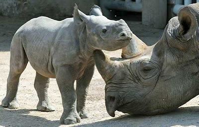 Creature Talk!!: Black Rhino Calf