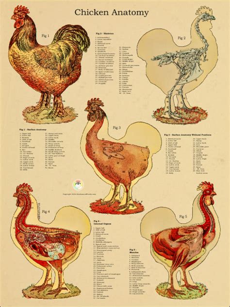 Chicken Anatomical Chart