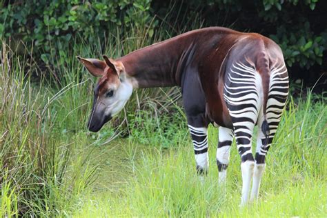 Thirty Years of Okapi Conservation - Wildlife Conservation Network