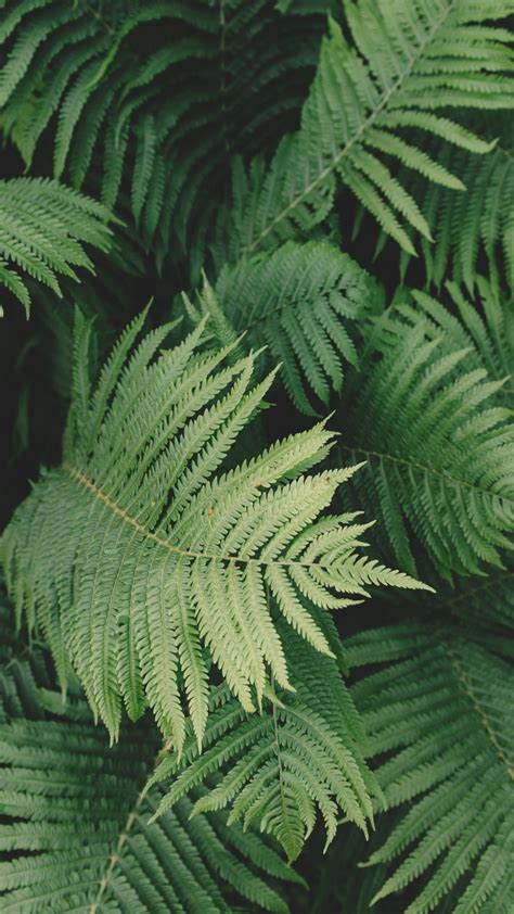 Ferns Wallpaper - iPhone, Android & Desktop Backgrounds