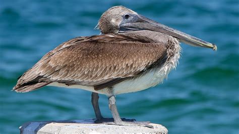 Brown Pelican - Gulf Islands National Seashore (U.S. National Park Service)